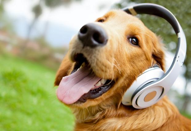 A audição dos cães